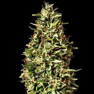 Runtz Auto (Kannabia)