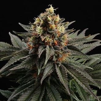 Sativa Dream (Kannabia)
