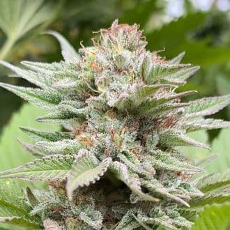 Strawberry Haze Auto (Kannabia)