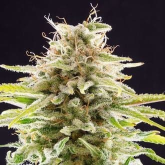 Super OG Kush (Kannabia)