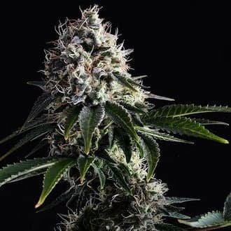 Swiss Dream CBD (Kannabia)