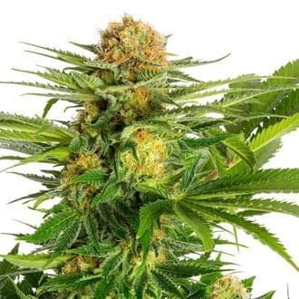 White Domina (Kannabia)