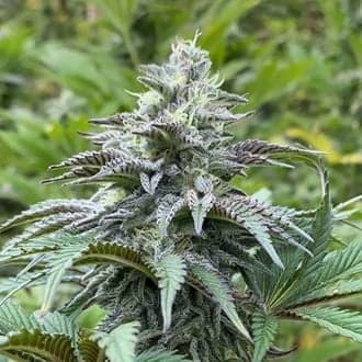 Zkit Kandy Dream Auto (Kannabia)