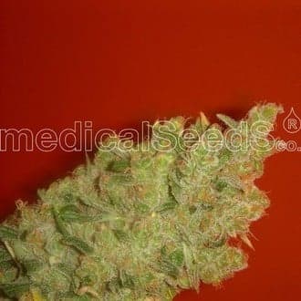 Jack La Mota (Medical Seeds)