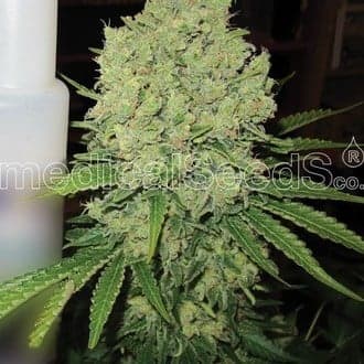 Prozack (Medical Seeds)