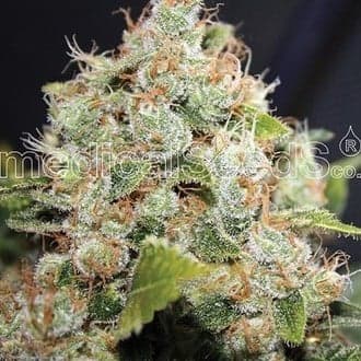 BCN Sour Diesel (Medical Seeds)