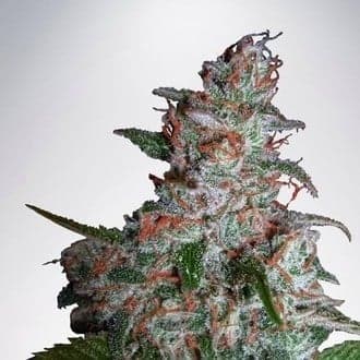 Northern Lights MOC (Ministry of Cannabis)