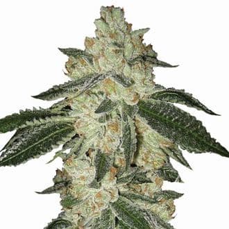 Aurora Indica Auto (Nirvana)