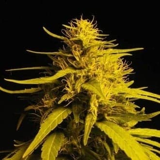 Amnesia Haze (Nirvana)