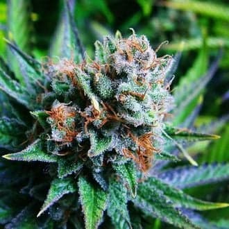 Blue Dream (Nirvana)