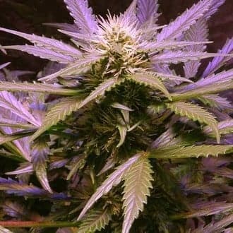 Lemon OG Haze (Nirvana)