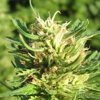 Super Skunk (Nirvana)