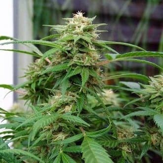White Rhino (Nirvana)