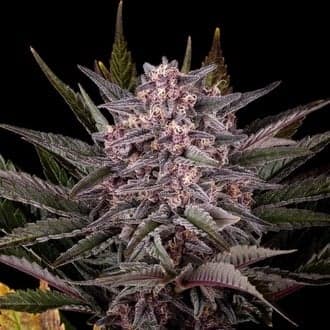 Pink Gelato (Kannabia)