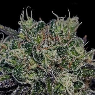 Black Widow (Positronics)