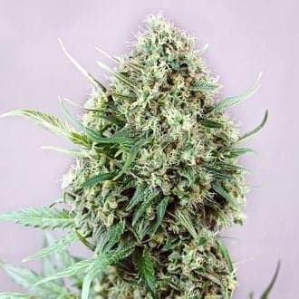 Jack Diesel (Positronics)
