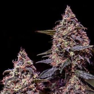 Somango 47 (Positronics)