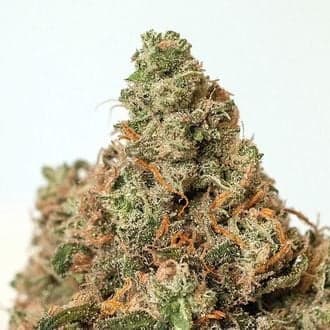 Supercheese (Positronics)