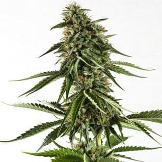 Rainbow Sherbet #11 (Kannabia)