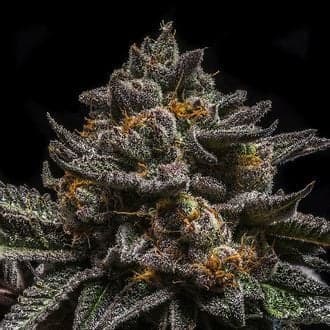 Brain Cake (Ripper Seeds)