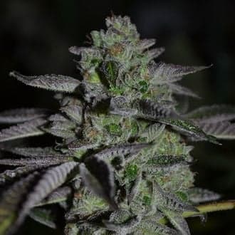 Chempie (Ripper Seeds)