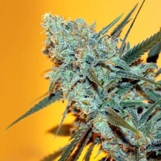 Criminal+ (Ripper Seeds)