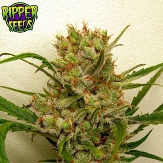 Ripper Haze (Ripper Seeds)