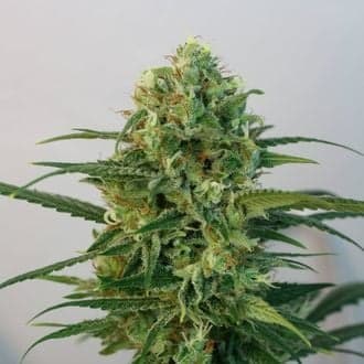 Toxic (Ripper Seeds)
