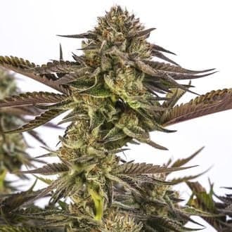 Zombie Kush (Ripper Seeds)
