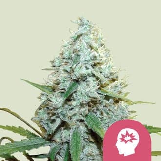AMG - Amnesia Mac Ganja (Royal Queen Seeds)