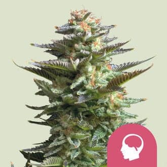 Amnesia Haze (Royal Queen Seeds)