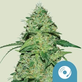 Joanne's CBD (Royal Queen Seeds)