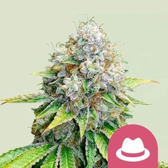 OG Kush (Royal Queen Seeds)