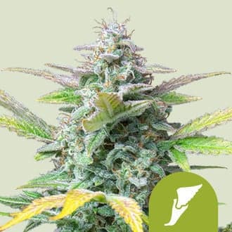 Quick One Autoflower (Royal Queen Seeds)