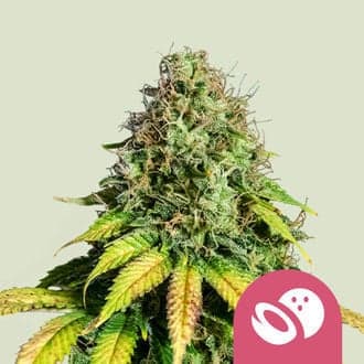 Somango XL (Royal Queen Seeds)