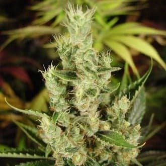 Amnesia Haze (Soma Seeds)