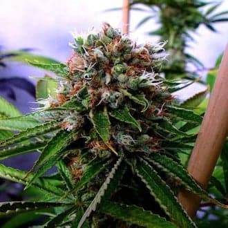 Buddha's Sister (Soma Seeds)