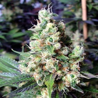 NYC Diesel (Soma Seeds)