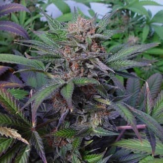 Somango (Soma Seeds)
