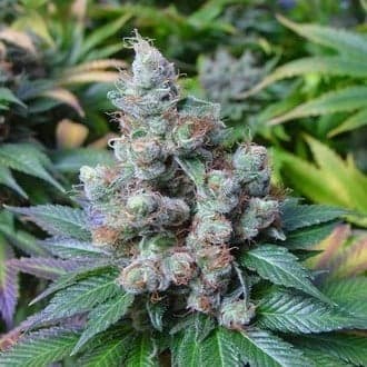 SomaRi (Soma Seeds)