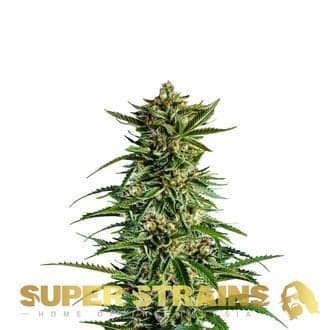7th Wave (Super Strains)