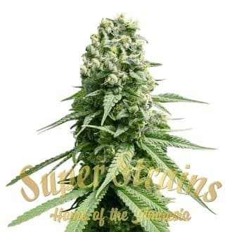 Amnesia (Super Strains)
