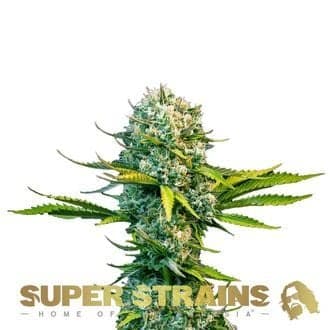 Next Of Kin (Super Strains)