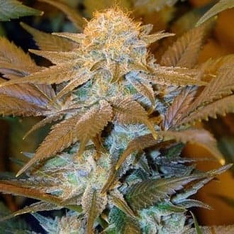 Critical HOG (T.H.Seeds)