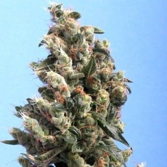 Kushage (T.H.Seeds)
