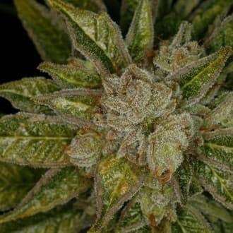 MK-Ultra (T.H.Seeds)
