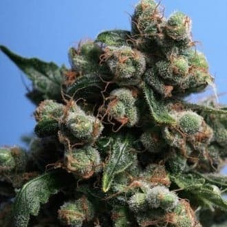 Sage 'N Sour (T.H.Seeds)