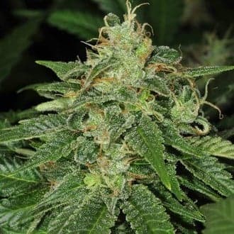 S.A.G.E. (T.H.Seeds)