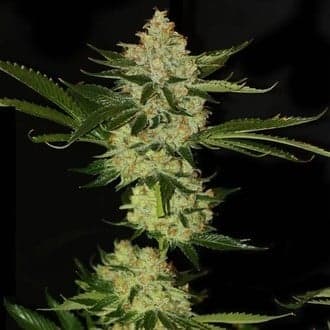 UnderDawg OG (T.H.Seeds)