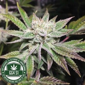 Original Glue | GG4S1 (GGStrains)